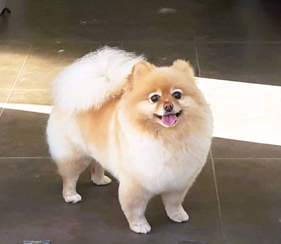 Trimsalon, hondenkapsalon, hondenkapper, pomeriaan hondenliefde, honden verzorging, ontspanning welzijn