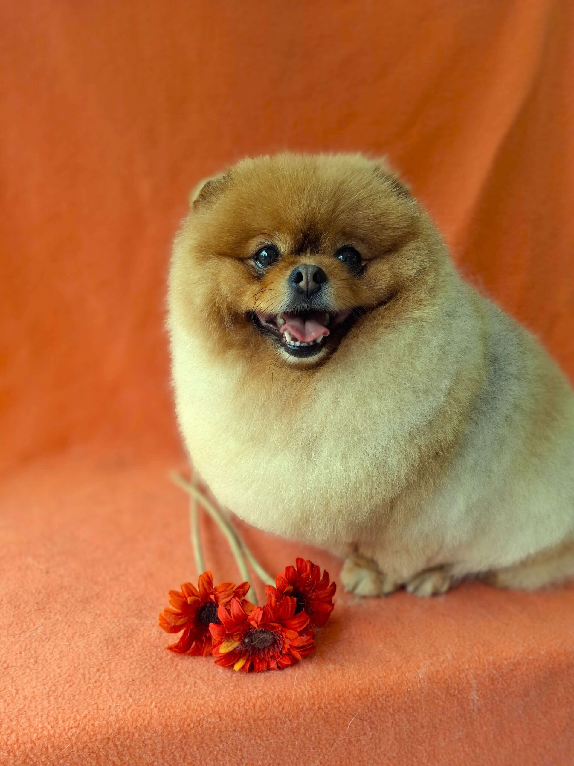 pomeranian pomeriaan vachtverzorging trimsalon
