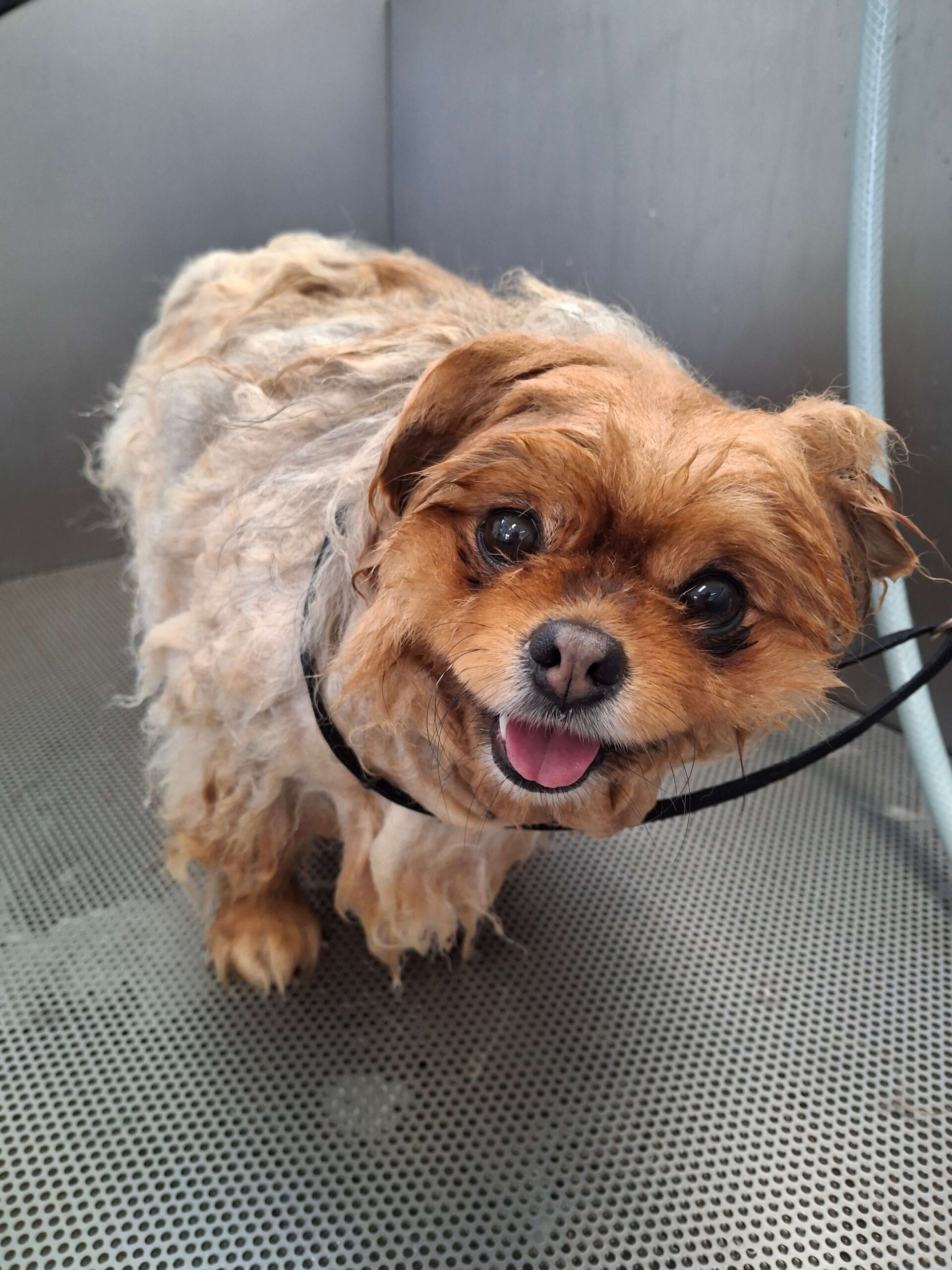 pomeriaan pomeranian in bad vachtverzorging trimsalon