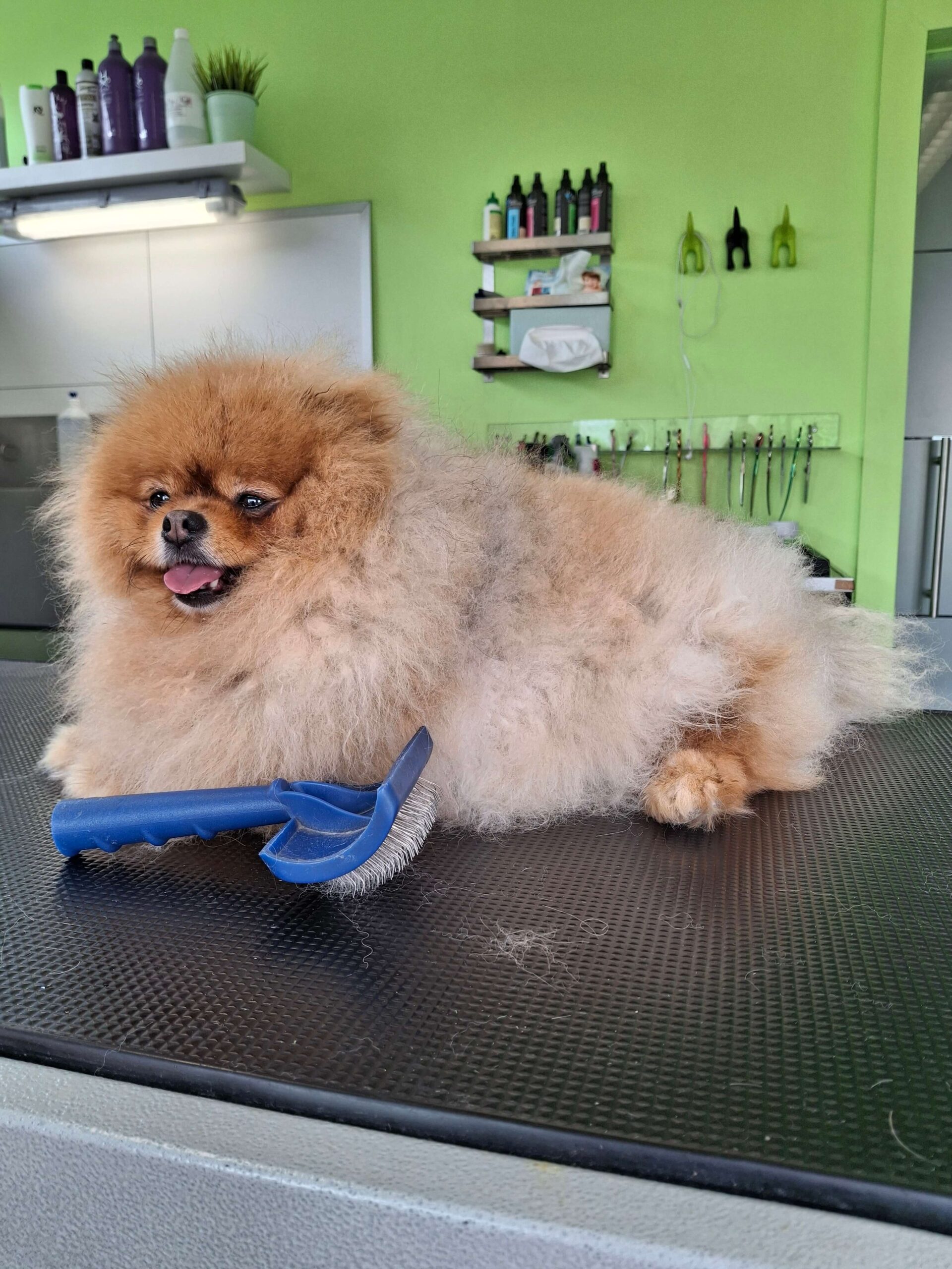 Pomeriaan Pomeranian voor en na vachtverzorging